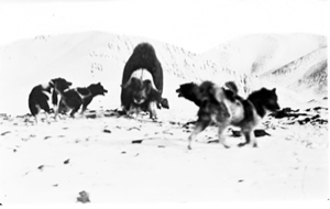 Image of Four dogs surround lone musk-ox